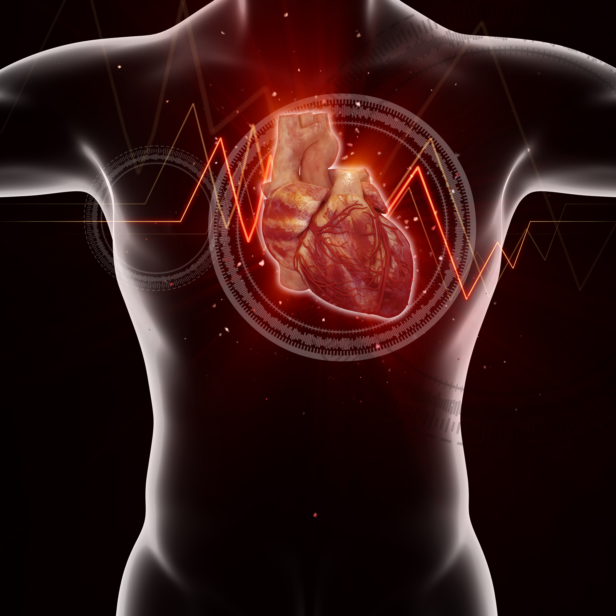 3D rendered medical illustration of a human heart