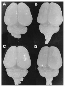 Gross appearance of 7-day-old rat brains revealed; (A) for control group in normoxia, (B) for control group in hypoxia, (C) for geneticin-treated grouphypoxia, (D) for geneticin-treated group after hypoxia.