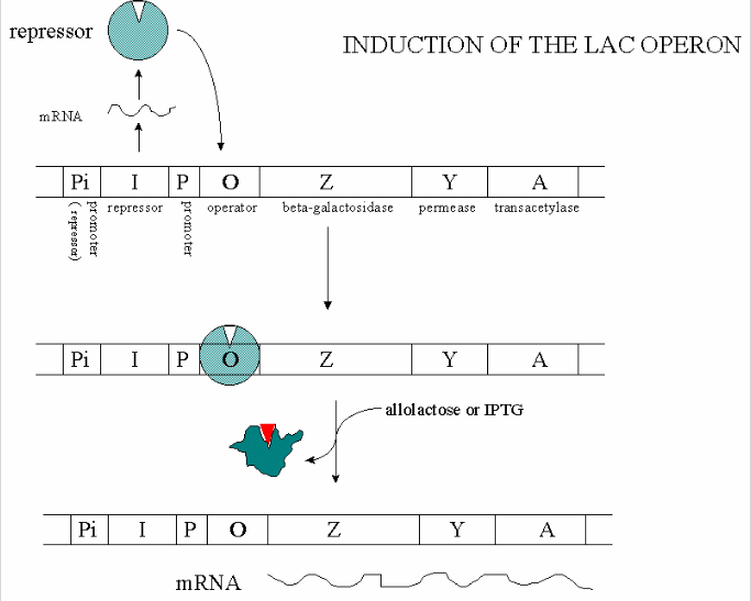 Diagram showing induction of the LAC operon