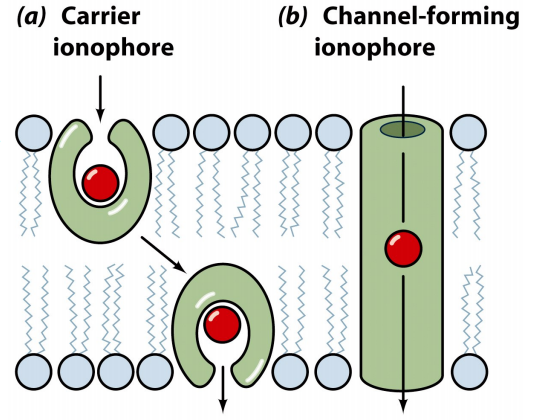 Diagram showing mode of action of ion carriers vs ion channels