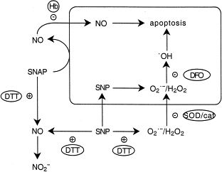 Schematic representation of production of reactive oxygen species by sodium nitroprusside (SNP) and S-nitroso-N-acetylpenicillamine (SNAP) in the presence cells, with and without dithiothreitol (DTT), leading to apoptosis