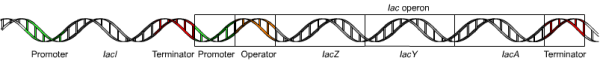 DNA strand identifying the lac operon