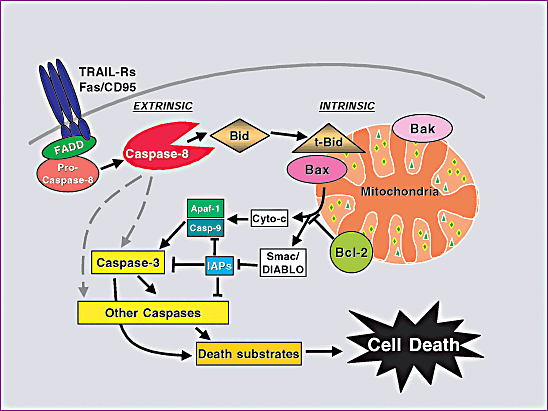 Pathways for caspase activation and apoptosis