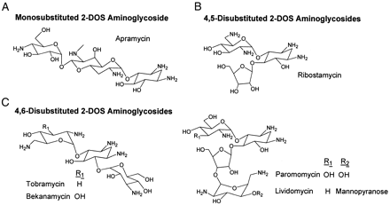 Aminoglycoside-examples