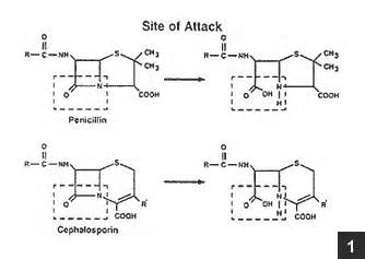 beta-lactamase_demonstrating_site_of_inactivation_for_penicillins_and_cephalosporins