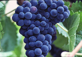 resveratrol_grapes