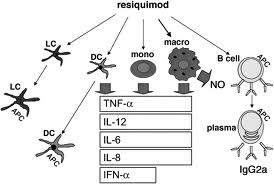 resiquimod Stimulation of innate immunity