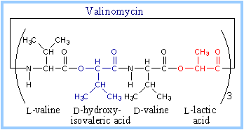 valinomycin chemical structure