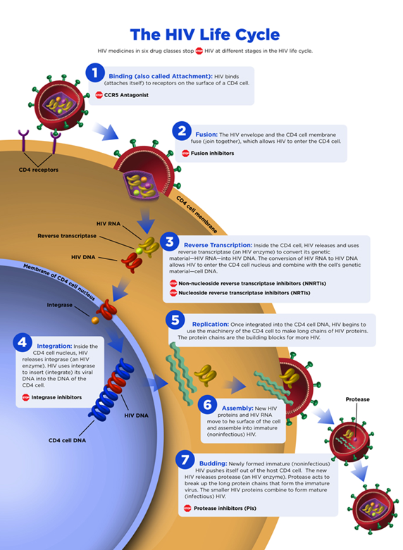 The HIV Life Cycle