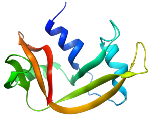 3D conformation of ribonuclease A enzyme