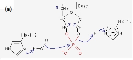 RNase mechanism of action step 1