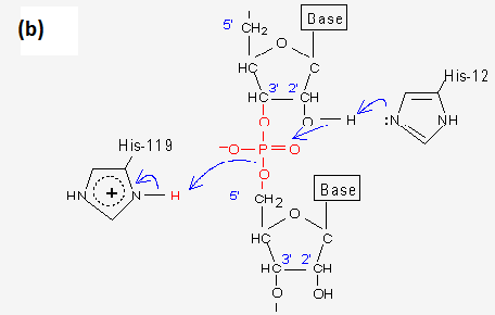 RNase mechanism of action step 2