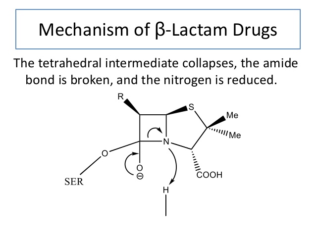 Mechanism of Beta-Lactam Drugs